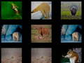 Jeu Mémoire animale  en ligne
