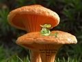 Jeu Évasion de terre de plante de champignon  en ligne