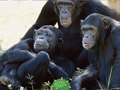 Jeu Évasion drôle de jungle de chimpanzé  en ligne