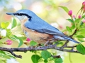 Jeu Oiseaux cachés  en ligne