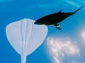 Jeu Raies de surf  en ligne