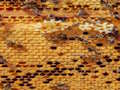 Jeu Puzzle Abeilles  en ligne