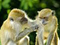 Jeu Puzzle de singe  en ligne