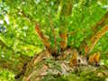 Jeu Puzzle de branches d'arbre  en ligne