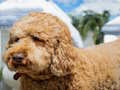 Jeu Puzzle Labradoodle  en ligne
