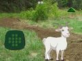 Jeu Chèvre trouver l'enfant  en ligne
