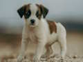 Jeu Puzzle Jack Russell  en ligne