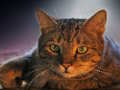 Jeu Puzzle pour animaux de compagnie  en ligne