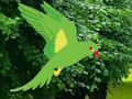 Jeu Perroquet trouver le nid  en ligne