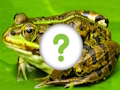 Jeu Peau d'animaux  en ligne