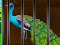 Jeu Libérez la beauté en cage  en ligne