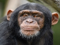 Jeu Puzzle Chimpanzé  en ligne
