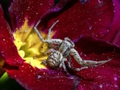 Jeu Puzzle Araignée Crabe  en ligne