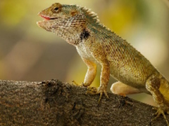 Jeu Puzzle de jardin de lézards  en ligne