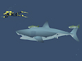 Jeu Requin fou  en ligne