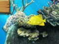 Jeu Le gros poisson mange petit  en ligne